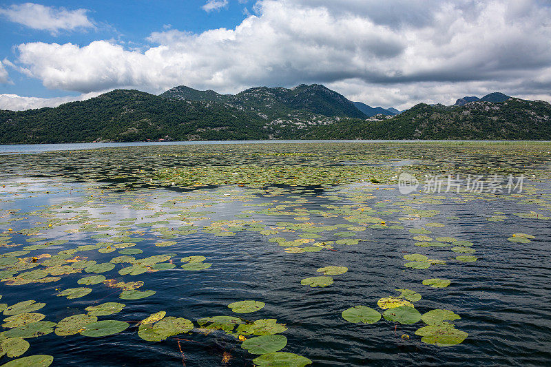 阿尔巴尼亚黑山的Shkodra Lake